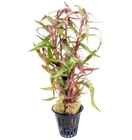 Alternanthera rosaefolia, 1 vnt  (užsakoma prekė)